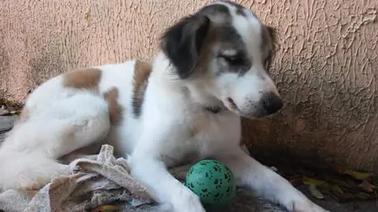 Cachorro ra a Pastor colle com puldo idade 6 ou mais anos nome Boby