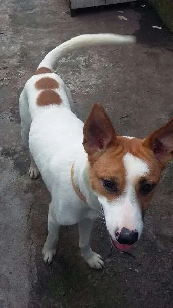 Cachorro ra a srd idade 1 ano nome Benny