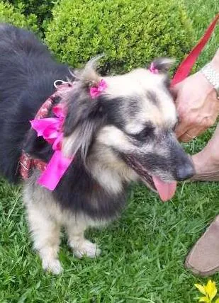 Cachorro ra a srd idade  nome Yoko