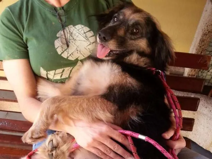 Cachorro ra a srd idade  nome Yoko