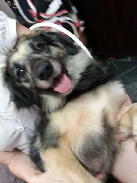 Cachorro ra a srd idade  nome Yoko
