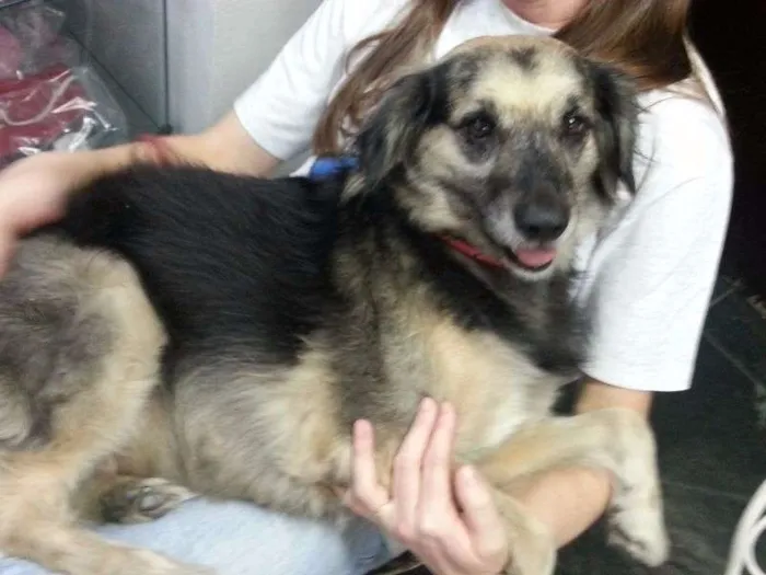 Cachorro ra a srd idade  nome Yoko