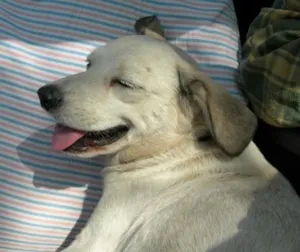 Cachorro raça srd idade  nome Flucky