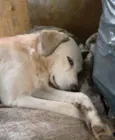 Flucky