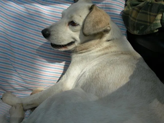 Cachorro ra a srd idade  nome Flucky