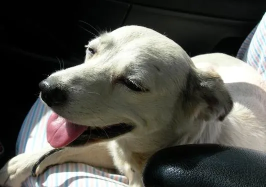Cachorro ra a srd idade  nome Flucky