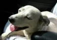 Flucky