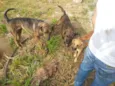 Bob e Bebê