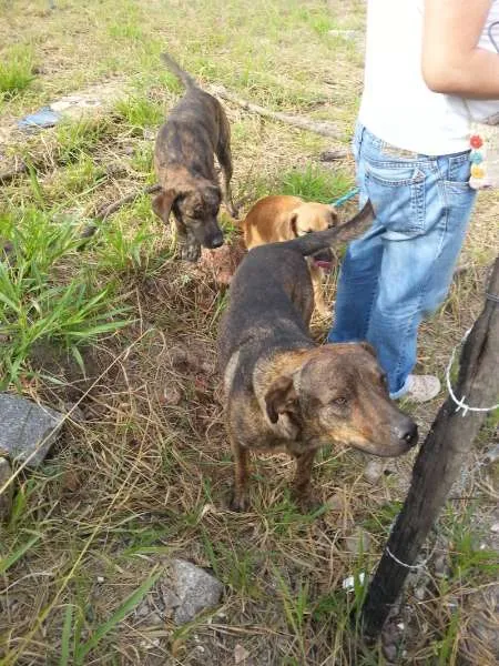 Cachorro ra a srd idade  nome Bob e Bebê