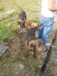 Bob e Bebê