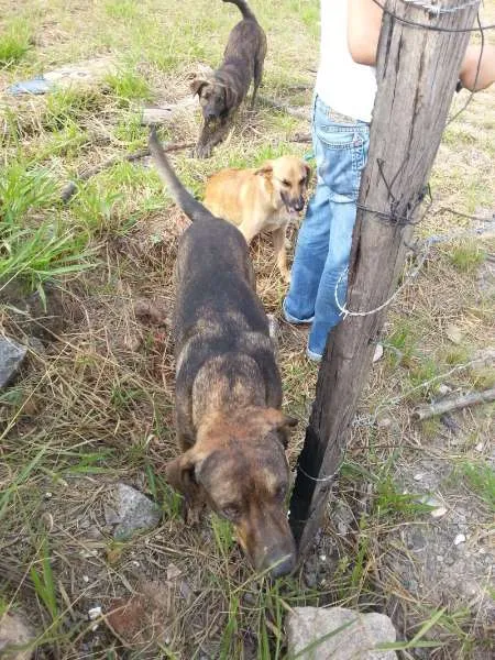 Cachorro ra a srd idade  nome Bob e Bebê