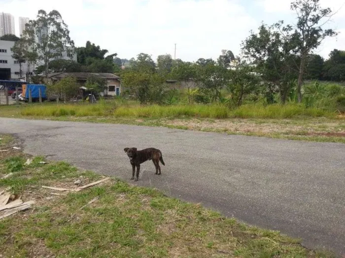 Cachorro ra a srd idade  nome Bob e Bebê