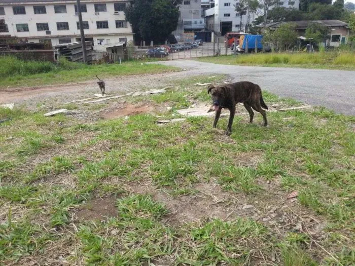 Cachorro ra a srd idade  nome Bob e Bebê