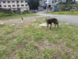 Bob e Bebê