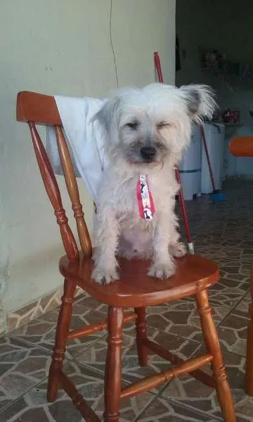 Cachorro ra a mix de lhasa-apso idade 7 a 11 meses nome walks