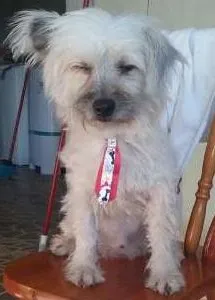 Cachorro raça mix de lhasa-apso idade 7 a 11 meses nome walks