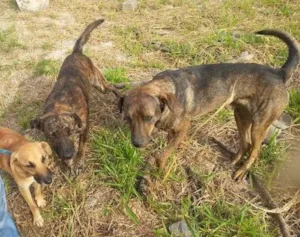 Cachorro raça srd idade  nome Bob e Bebê