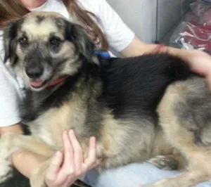 Cachorro raça srd idade  nome Yoko