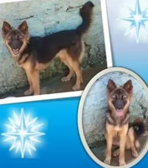 Cachorro raça Srd idade 2 anos nome Cacau