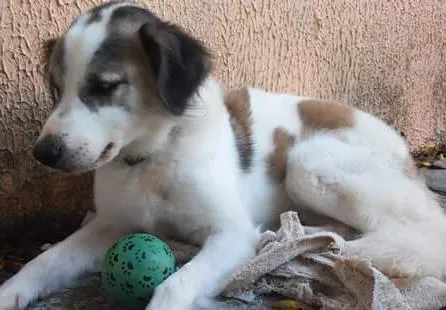 Cachorro ra a Pastor colle com puldo idade 6 ou mais anos nome Boby