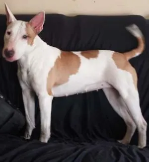 Cachorro raça Bull Terrier idade 2 anos nome Nina