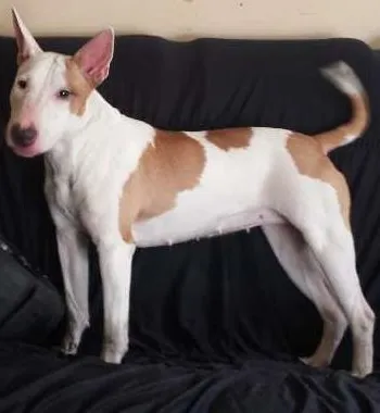 Cachorro ra a Bull Terrier idade 2 anos nome Nina