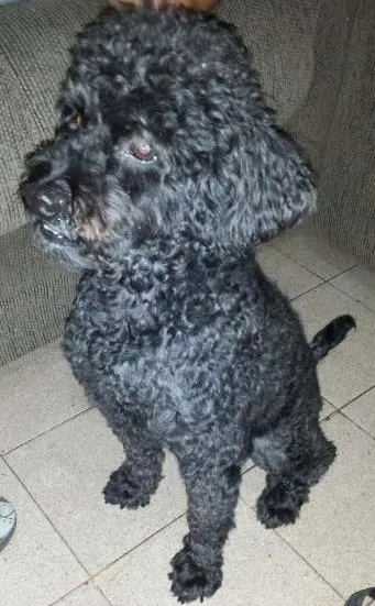 Cachorro ra a Poodle idade 3 anos nome Nego