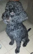 Nego