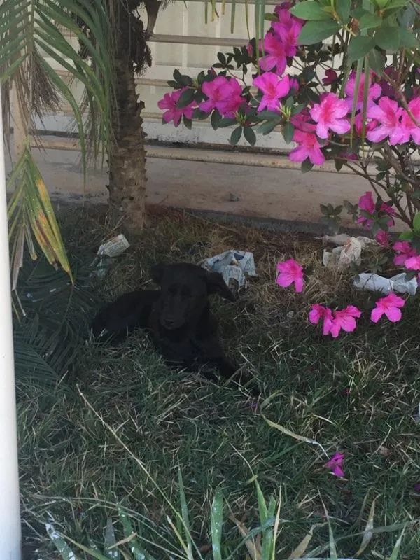 Cachorro raça SRD idade 7 a 11 meses nome Montila