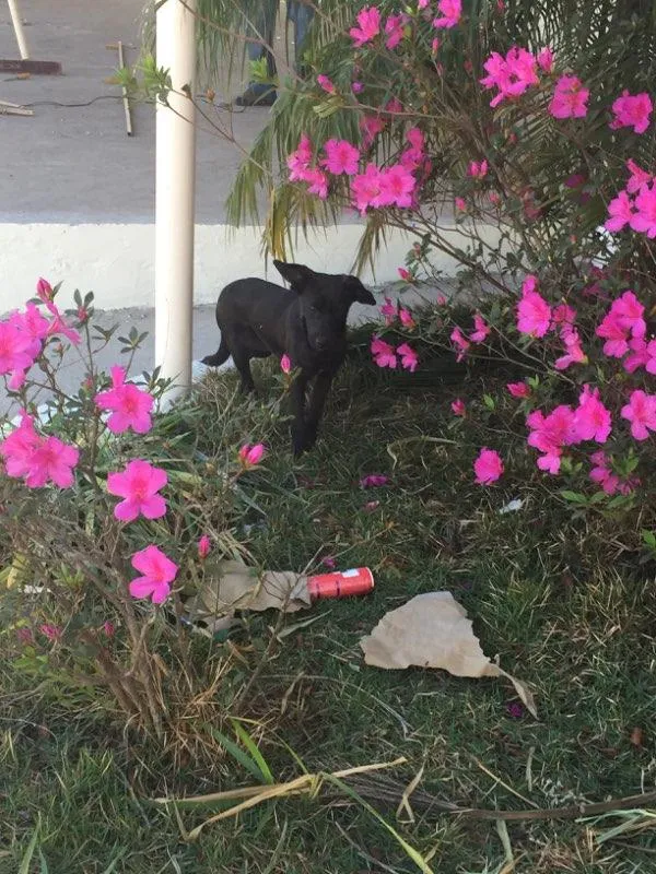 Cachorro raça SRD idade 7 a 11 meses nome Montila