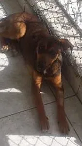 Cachorro ra a srd idade 2 anos nome Tieta