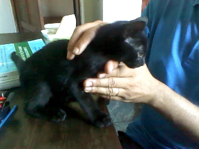 Gato raça sem raça definida idade 2 a 6 meses nome Sem nome 
