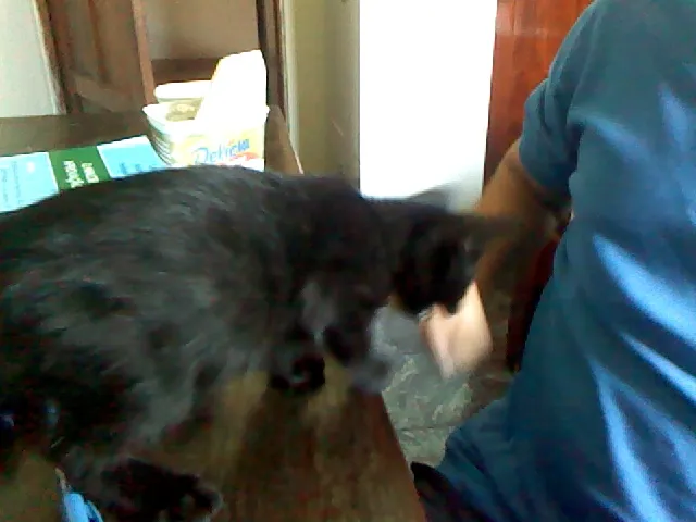 Gato raça sem raça definida idade 2 a 6 meses nome Sem nome 