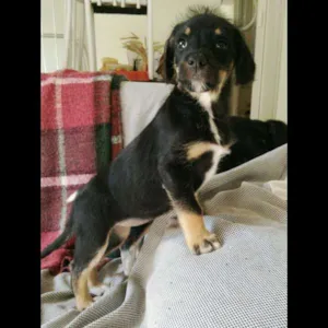 Cachorro raça SRD idade Abaixo de 2 meses nome Fofinha