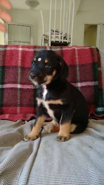 Cachorro ra a SRD idade Abaixo de 2 meses nome Fofinha