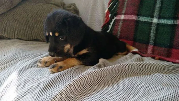 Cachorro ra a SRD idade Abaixo de 2 meses nome Fofinha
