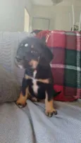 Fofinha