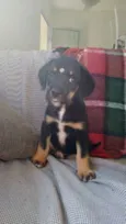 Fofinha