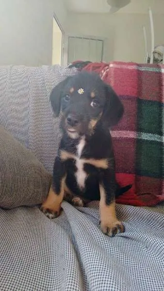 Cachorro ra a SRD idade Abaixo de 2 meses nome Fofinha