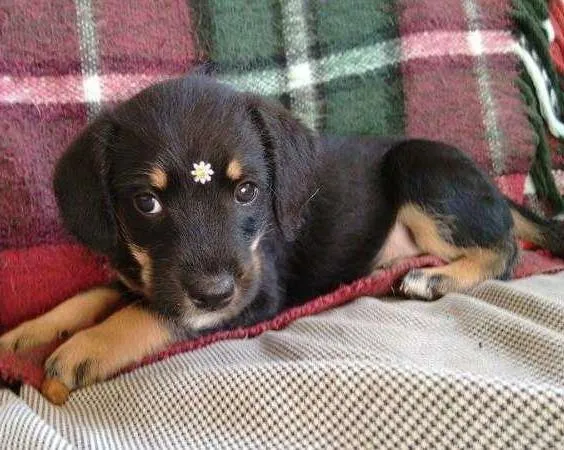 Cachorro ra a SRD idade Abaixo de 2 meses nome Fofinha