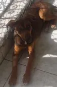 Tieta