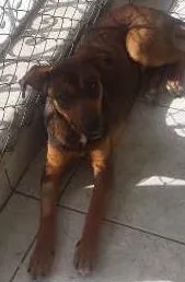 Cachorro ra a srd idade 2 anos nome Tieta