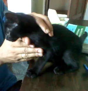 Gato raça sem raça definida idade 2 a 6 meses nome Sem nome 