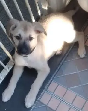 Cachorro raça Vira lata com pastar alemão idade 2 a 6 meses nome Odie