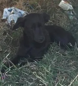 Cachorro raça SRD idade 7 a 11 meses nome Montila