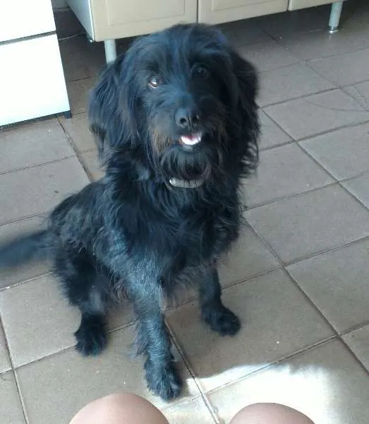 Cachorro ra a maltês misturado com viralata  idade 7 a 11 meses nome cristal