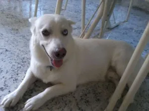 Cachorro raça mustura com husky idade 2 anos nome Bolt