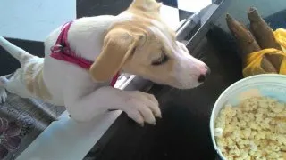 Cachorro raça mistura de pit-bull com perdigueiro idade 2 a 6 meses nome Sakura