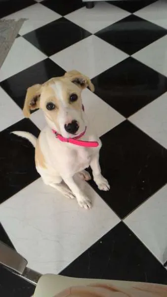 Cachorro raça mistura de pit-bull com perdigueiro idade 2 a 6 meses nome Sakura