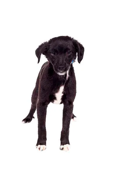 Cachorro ra a SRD idade  nome Tedy